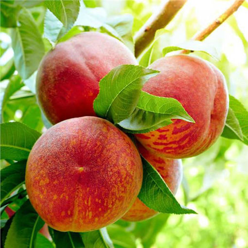 Harvester Peach Tree (PRUNUS FRUIT - HARVESTER) - 3 gallon 36" TREE
