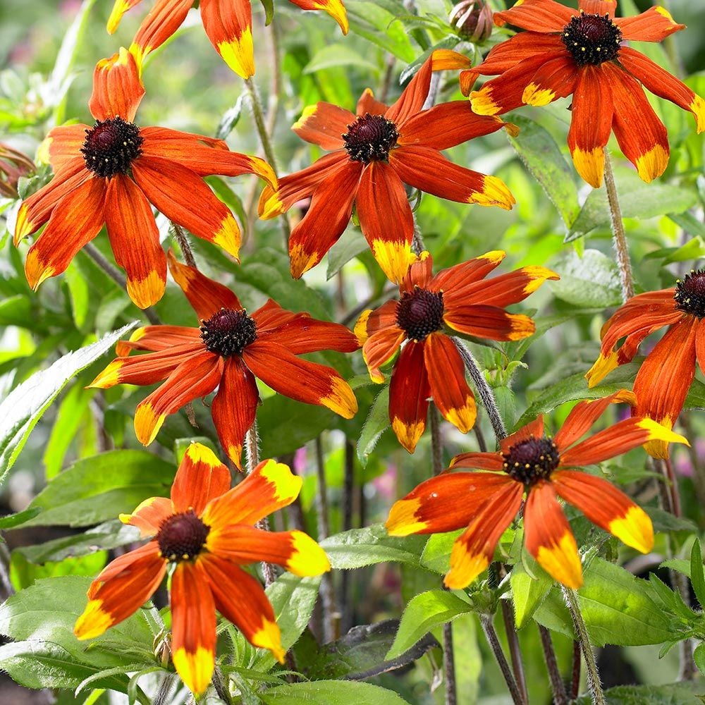 RUDBECKIA T. PRAIRIE GLOW G1 AB