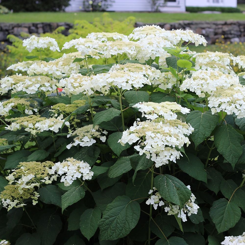 Haas Halo Smooth Hydrangea (Hydrangea arborescens &