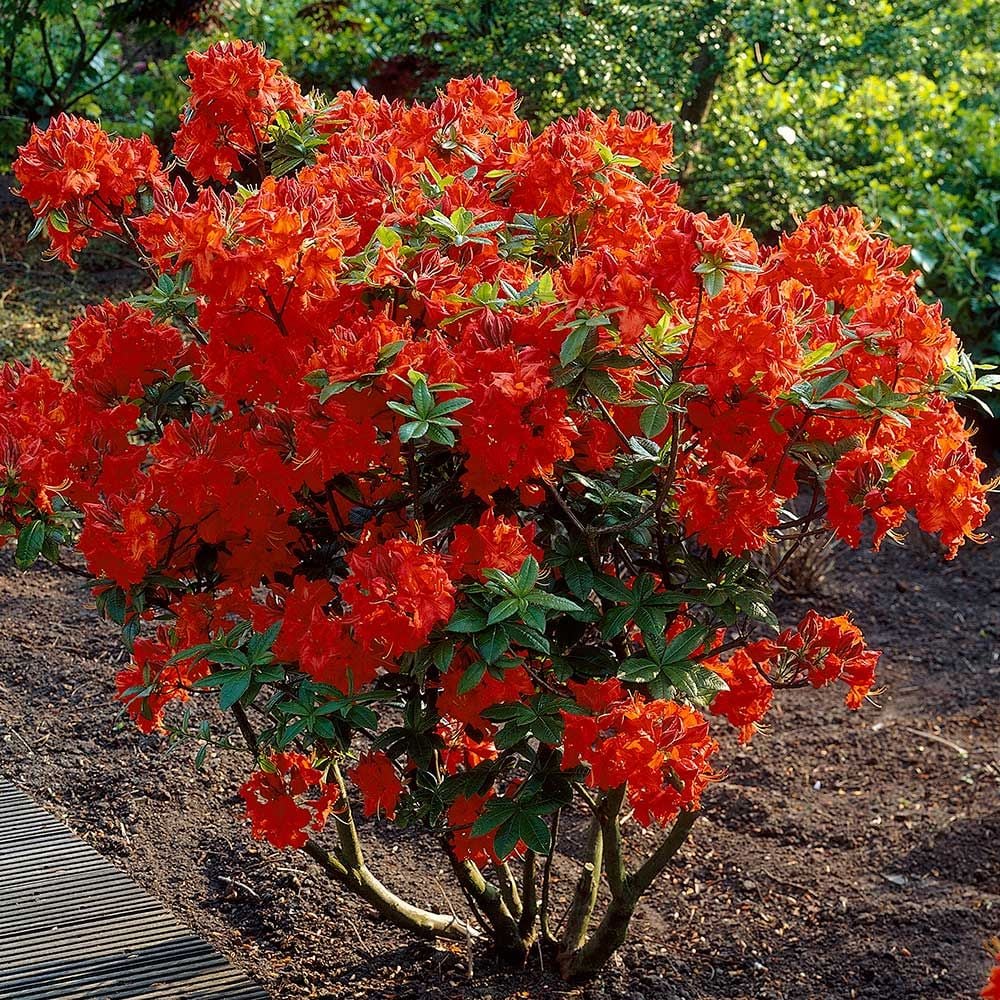 Gibraltar Azalea (Azalea &