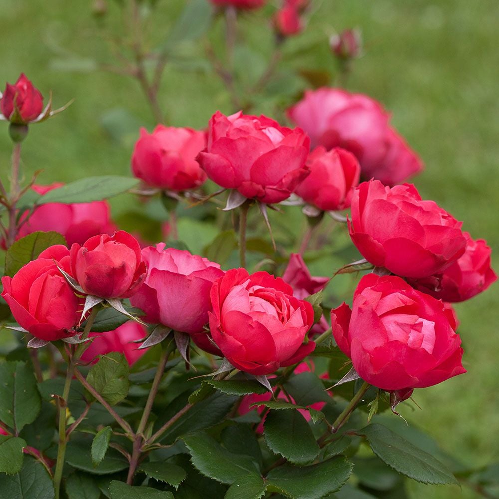 Oso Easy Double Red® Rose (Rosa &