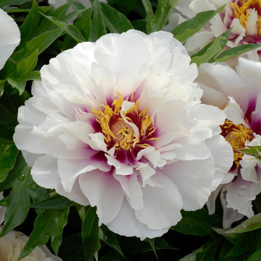 Cora Louise Itoh Peony (Paeonia x &