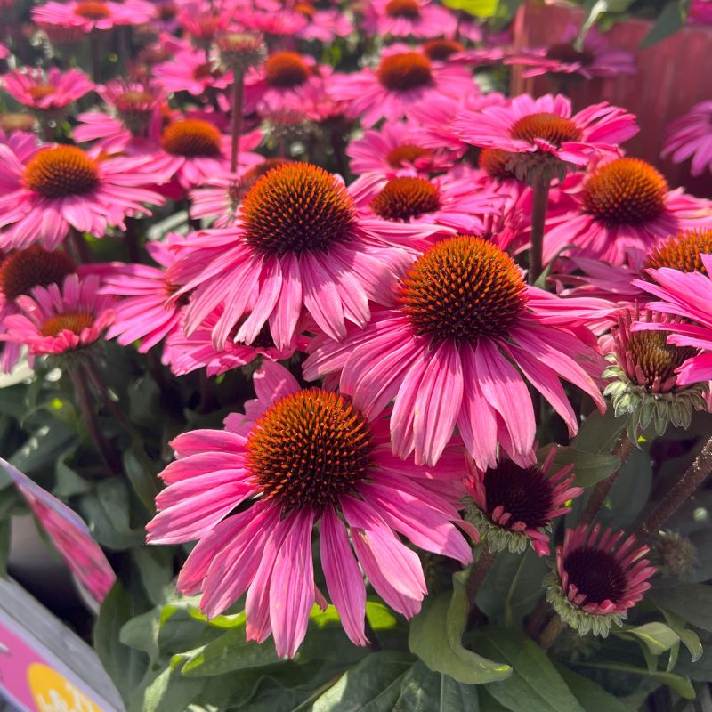 Sunseekers Purplicious Coneflower (Echinacea sunseekers &