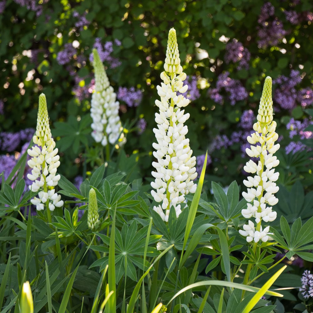 Noble Maid White Lupine (LUPINUS P. NOBLE MAID WHITE) - 3QT