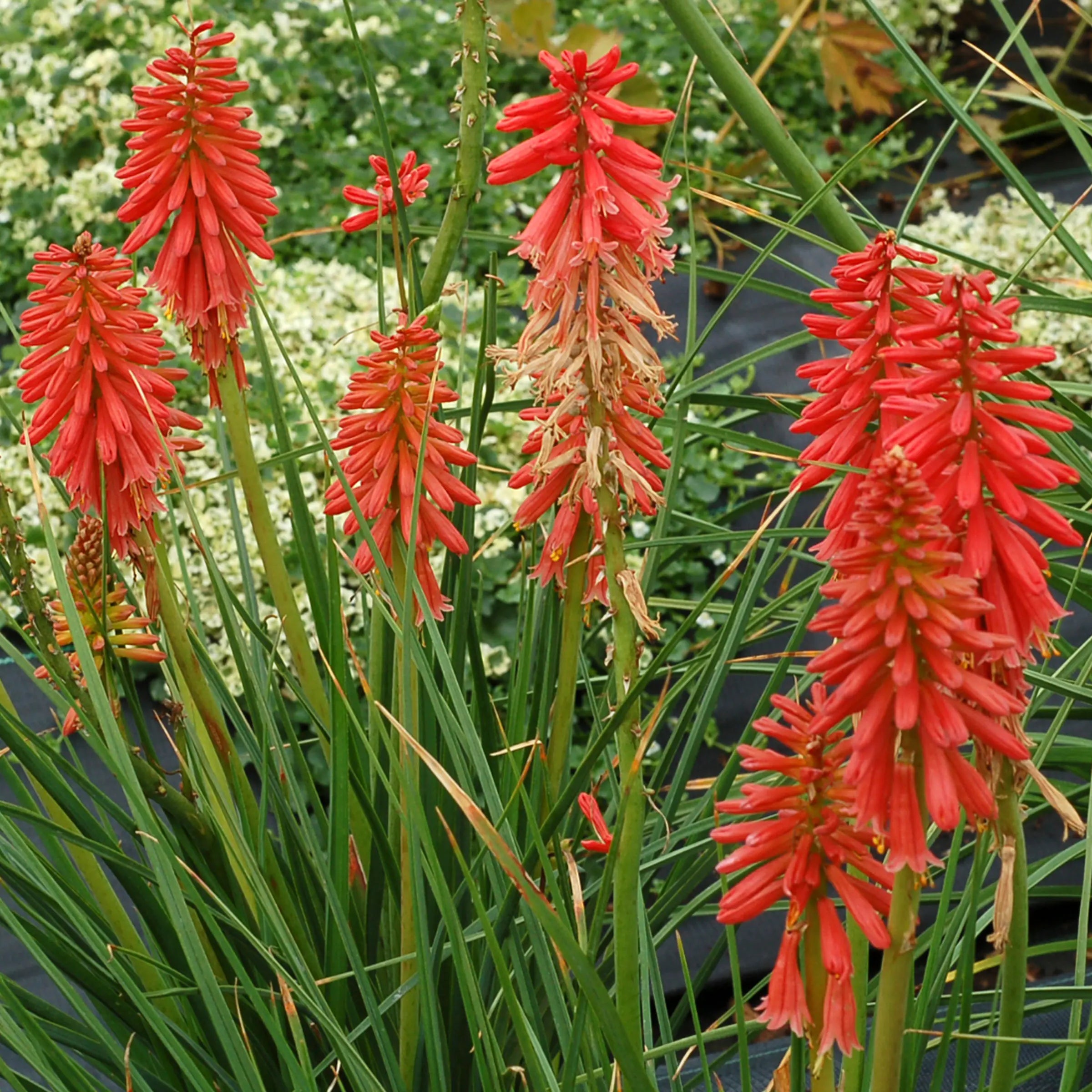 Red Hot Popsicle Dwarf Poker (Kniphofia redhot &