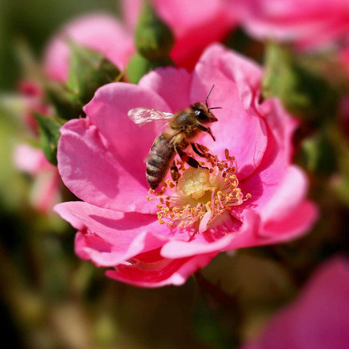 Rose Miracle on the Hudson™ Pink (Rosa miracle &