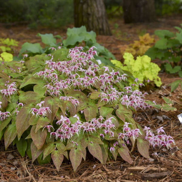 Pink Elf Barrenwort (Epimedium &