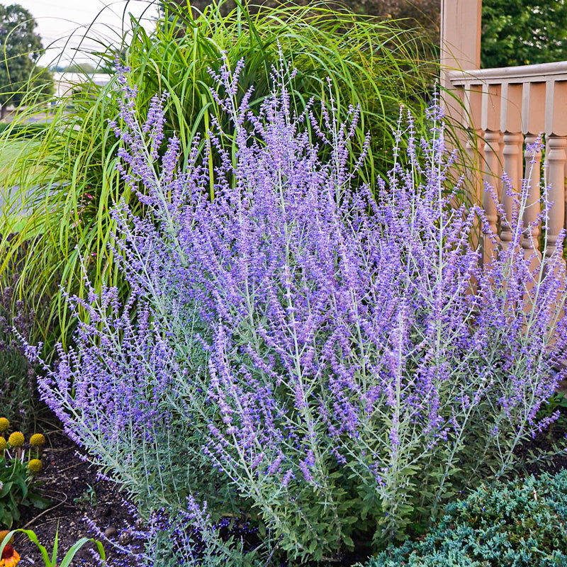 Blue Jean Baby Russian Sage (Perovskia atriplicifolia &