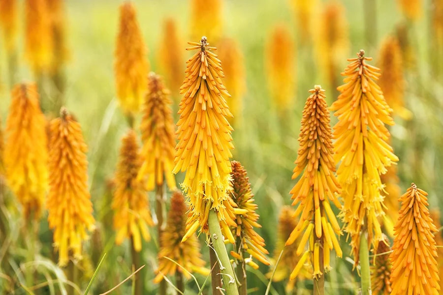 Mango Popsicle Dwarf Poker (Kniphofia &