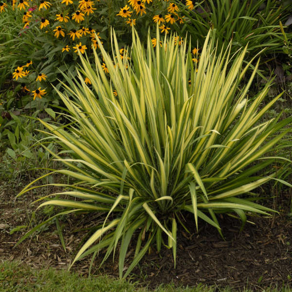 Variegated Adam&