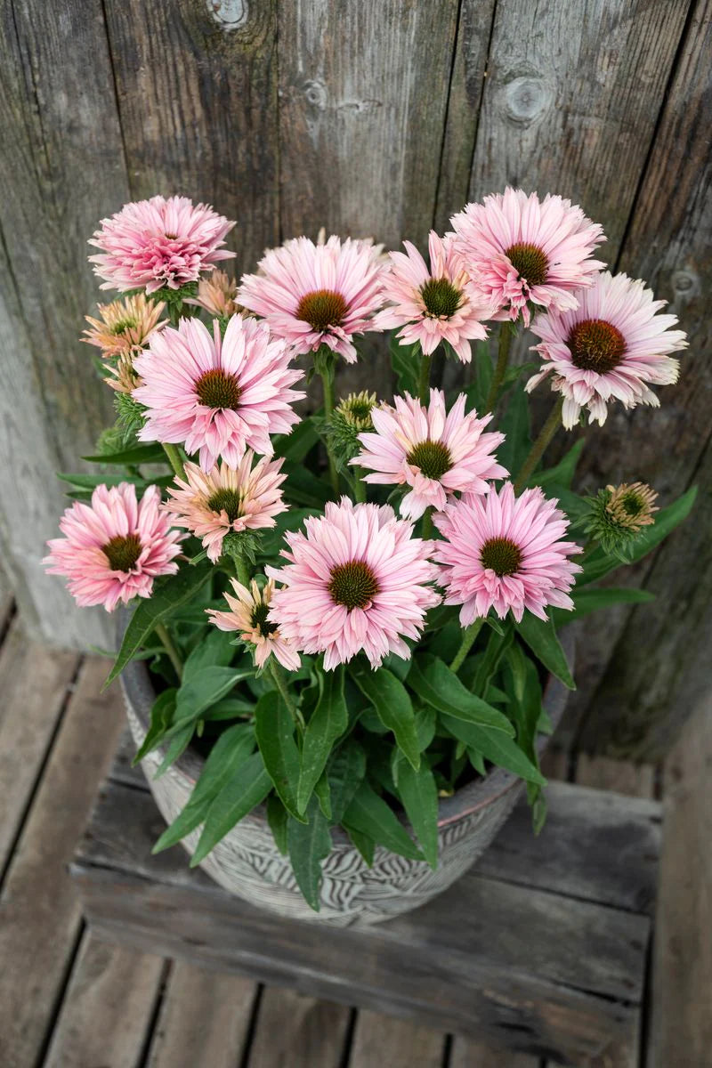 Sunseekers Salmon Coneflower (Echinacea sunseekers &