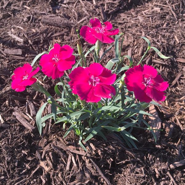 Mad Magenta Dianthus (Dianthus x hybrida &
