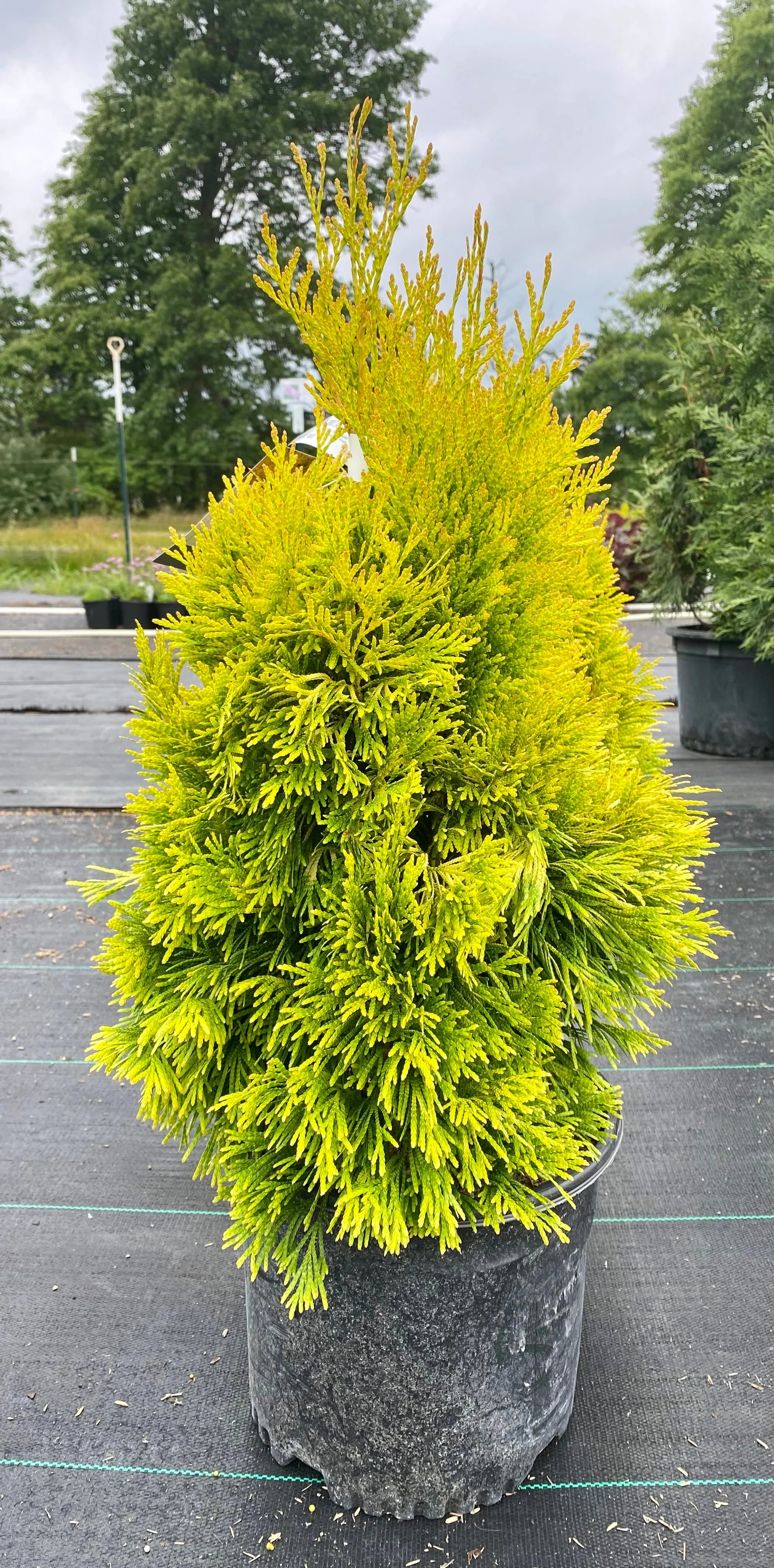Forever Goldy Arborvitae (Thuja plicata '4Ever Goldy')