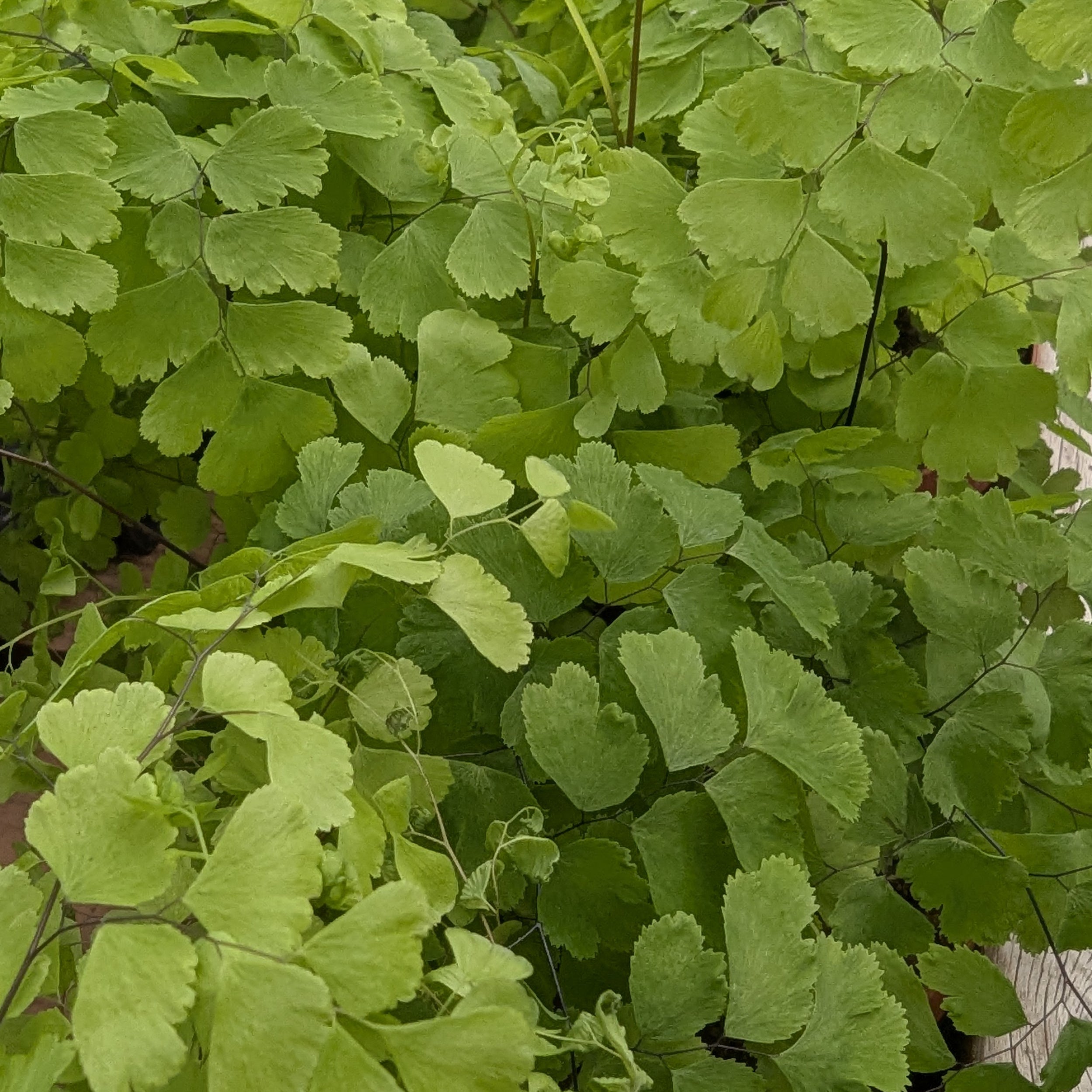 Five Finger Maidenhair Fern (Adiantum &