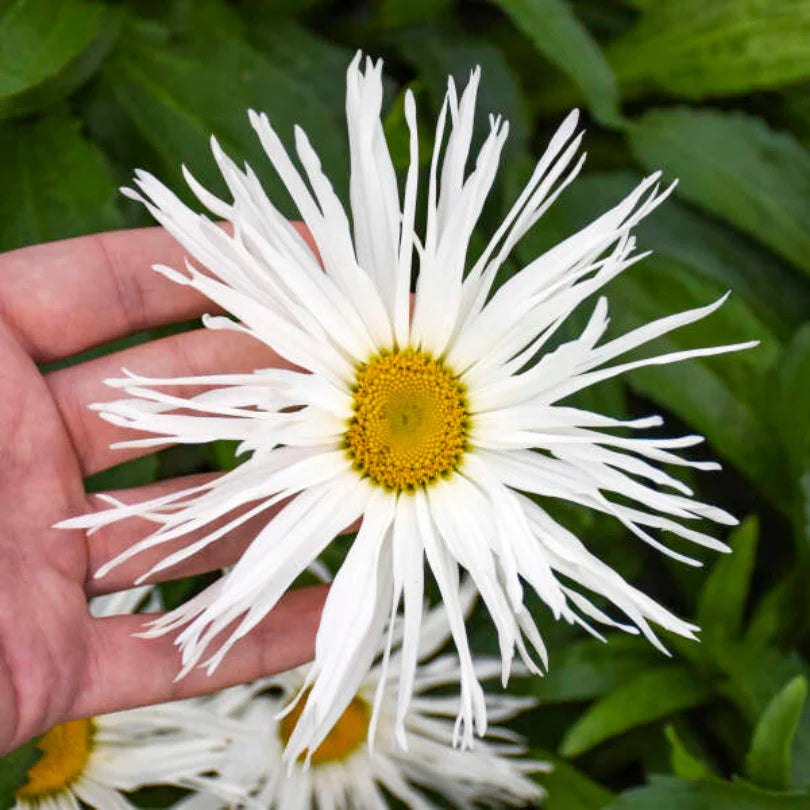 Amazing Daisies® &