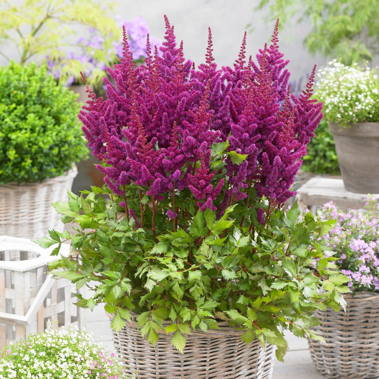 Vision In Purple Astilbe (Astilbe chinensis &