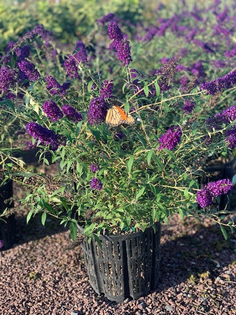 Black Knight Butterfly Bush (Buddleia davidii &