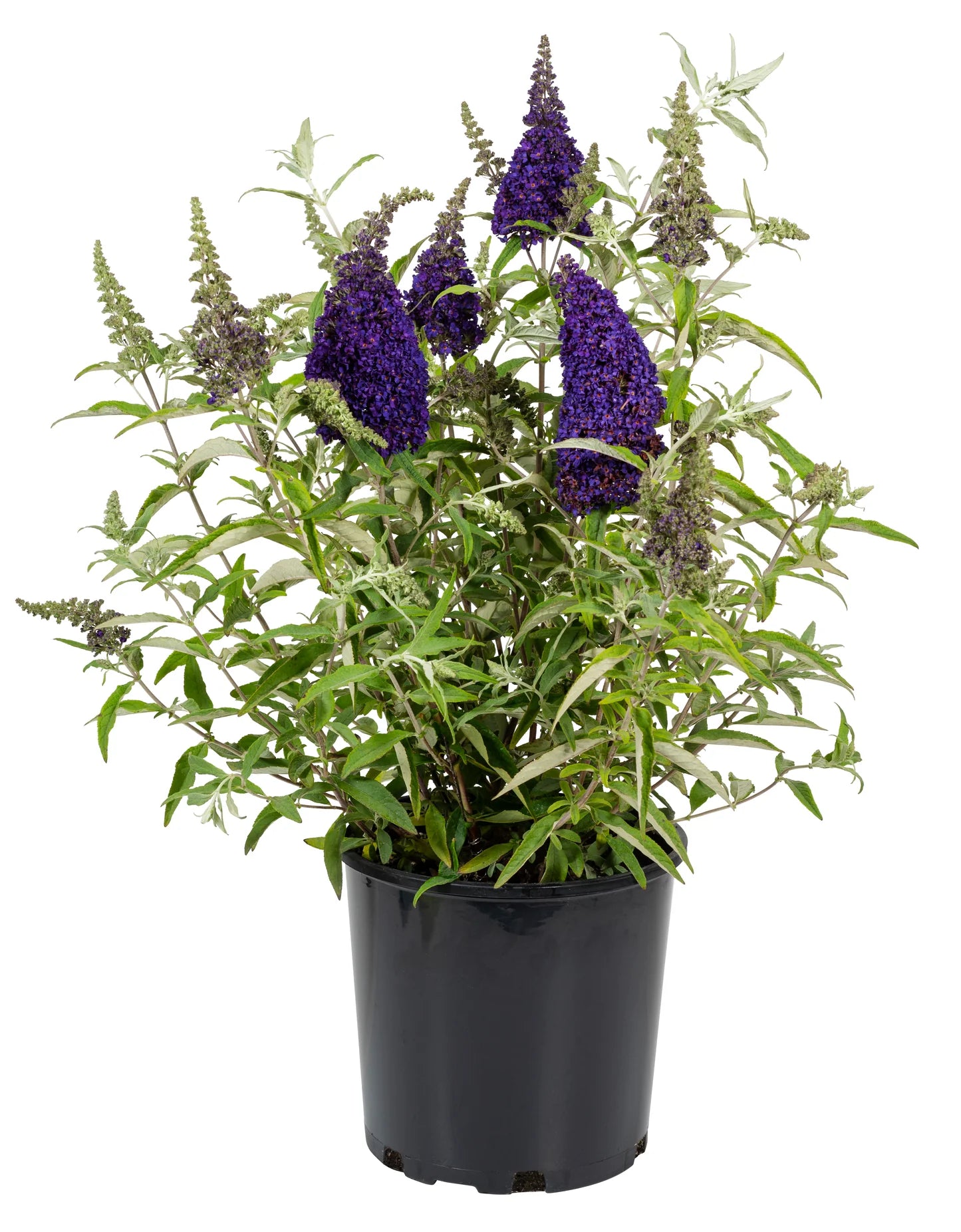 Buzz® Midnight Butterfly Bush (Buddleia &