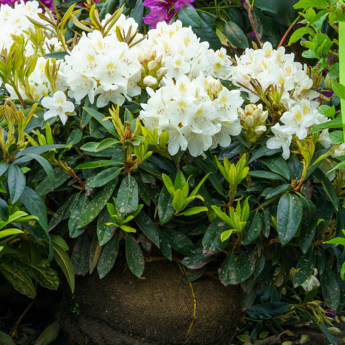 Chionoides Rhododendron (Rhododendron chionoides &