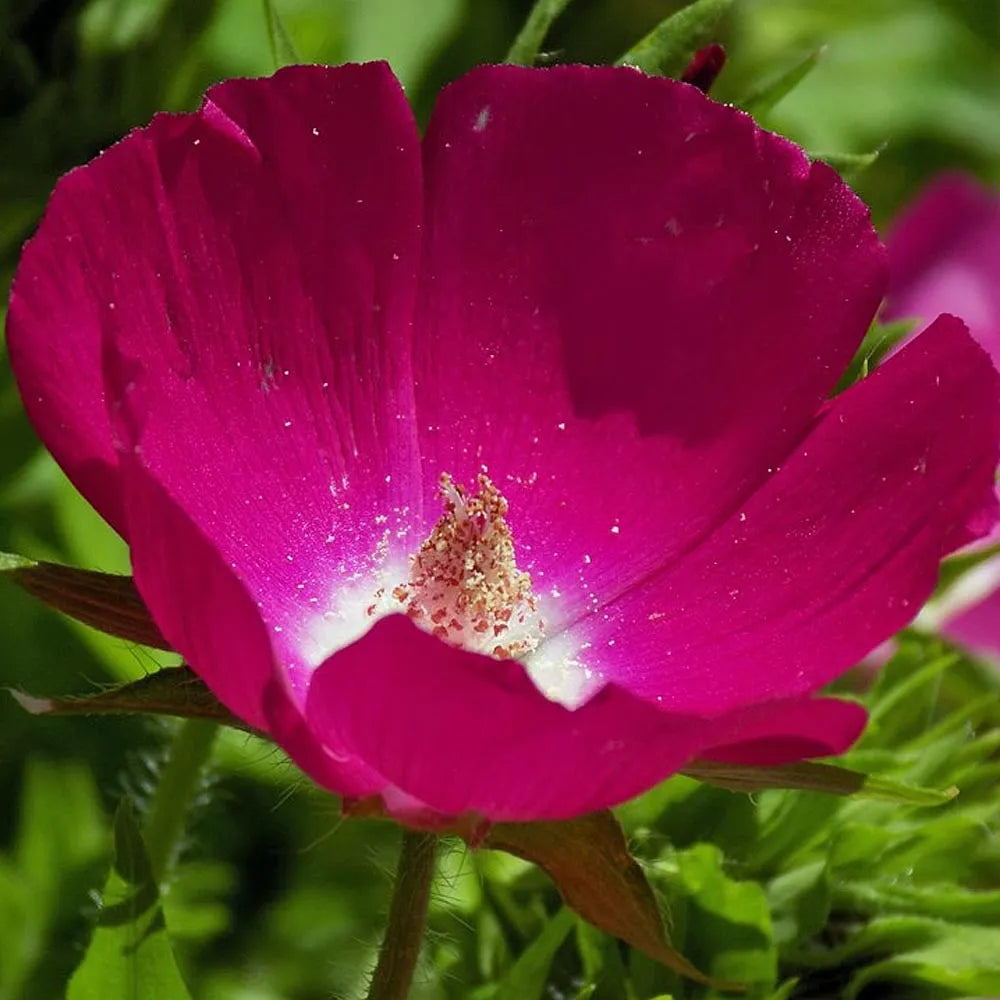 Purple Poppy Mallow (Callirhoe involucrata) - 2 gallon