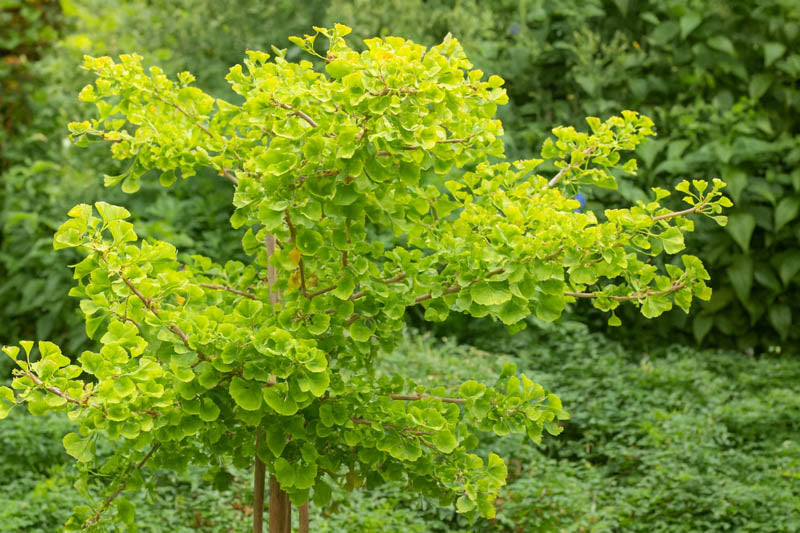 Mariken Ginkgo (Ginkgo biloba &
