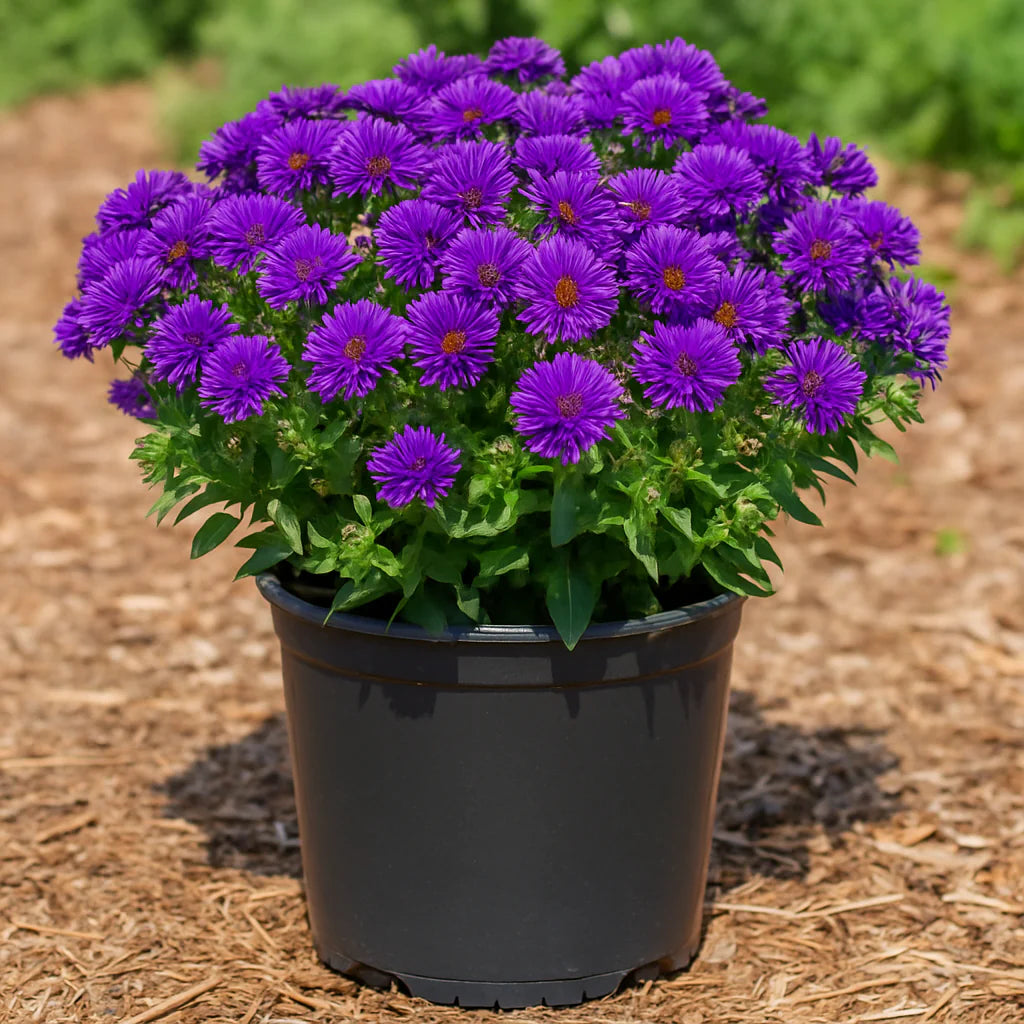 Grape Crush New England Aster (Aster grape &