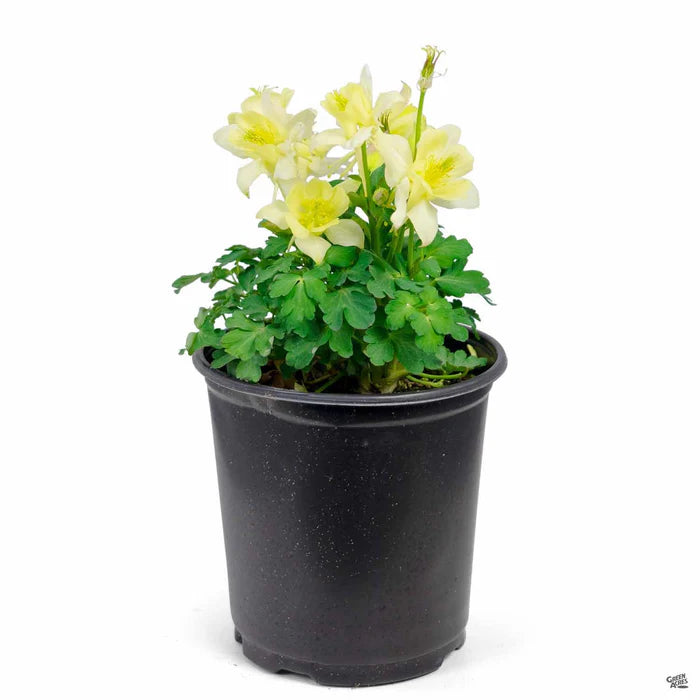 Kirigami™ Yellow Columbine (Aquilegia &