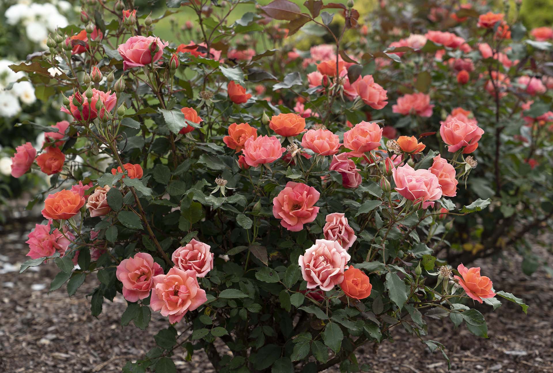 Coral Knock Out® Rose (Rosa K.O &