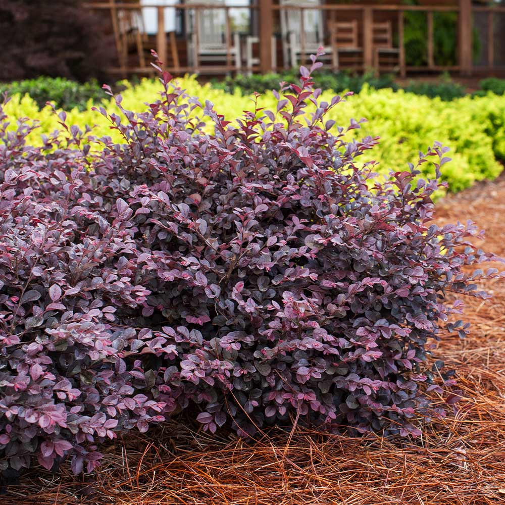 Crimson Fire Loropetalum (LOROPETALUM CRIMSON FIRE) - 3 gallon