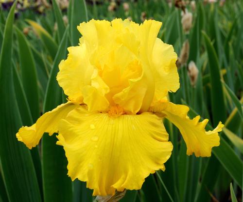 Iris &