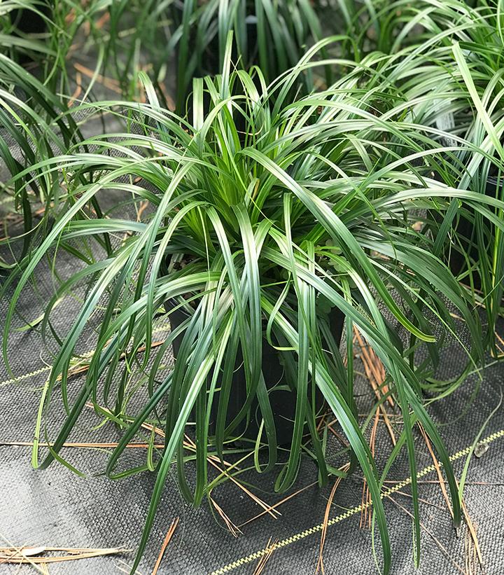Ribbon Falls Sedge (Carex &