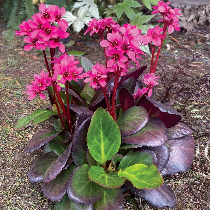 Bergenia Early Brilliance™ Magenta (Bergenia &