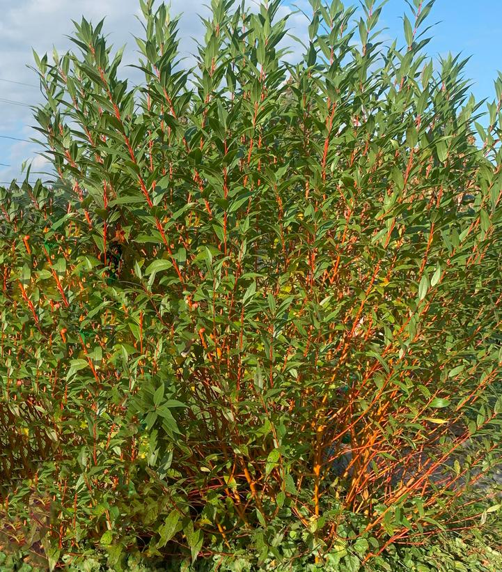 Winter Torch Willow (Salix x &