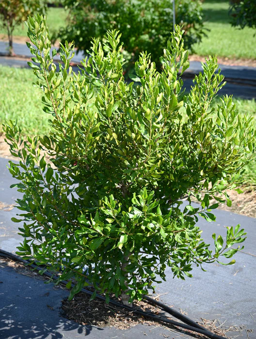 Northern Bayberry (Myrica pennsylvanica) - 3 gallon 18"