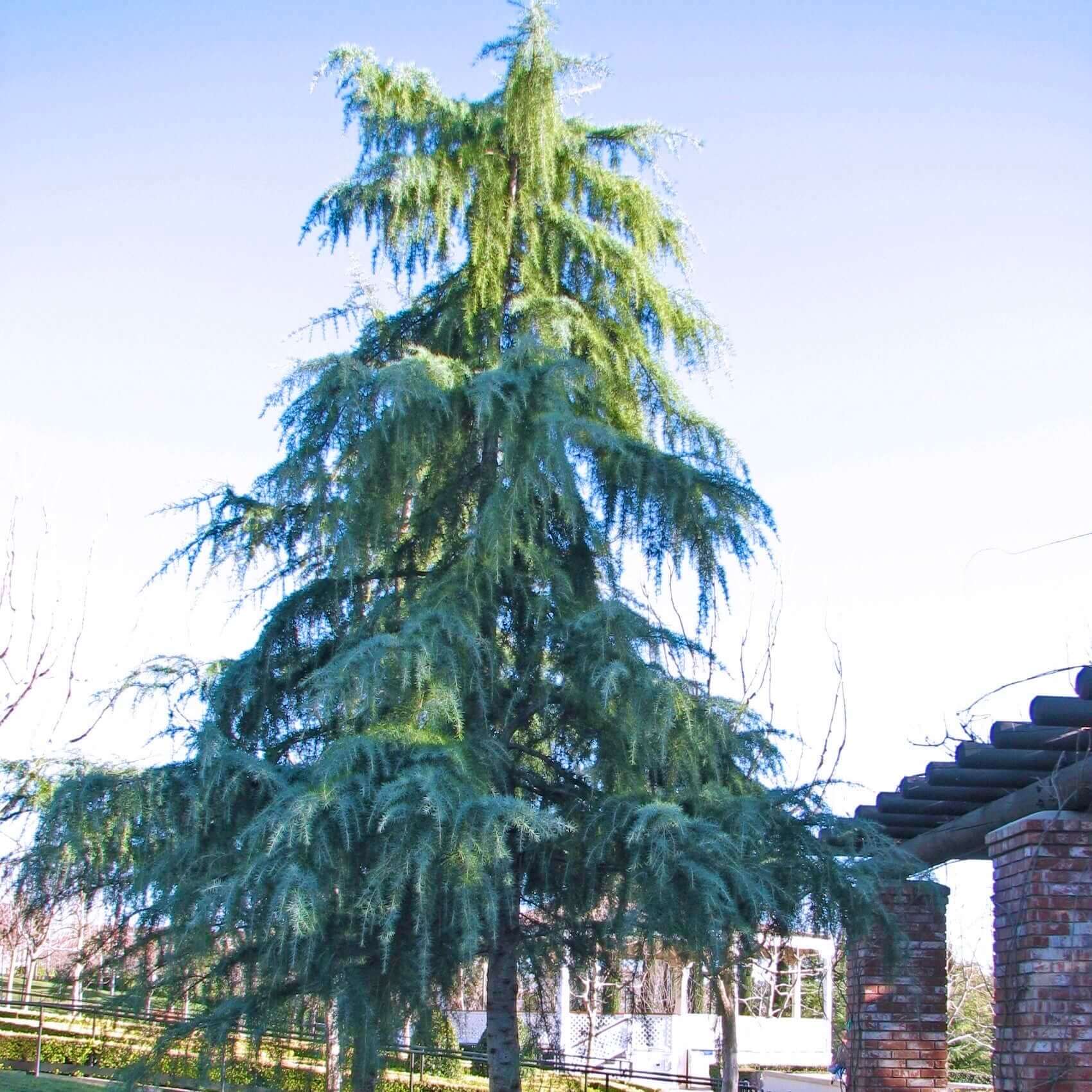 Deodar Cedar (CEDRUS DEODORA) - 3 gallon 15"