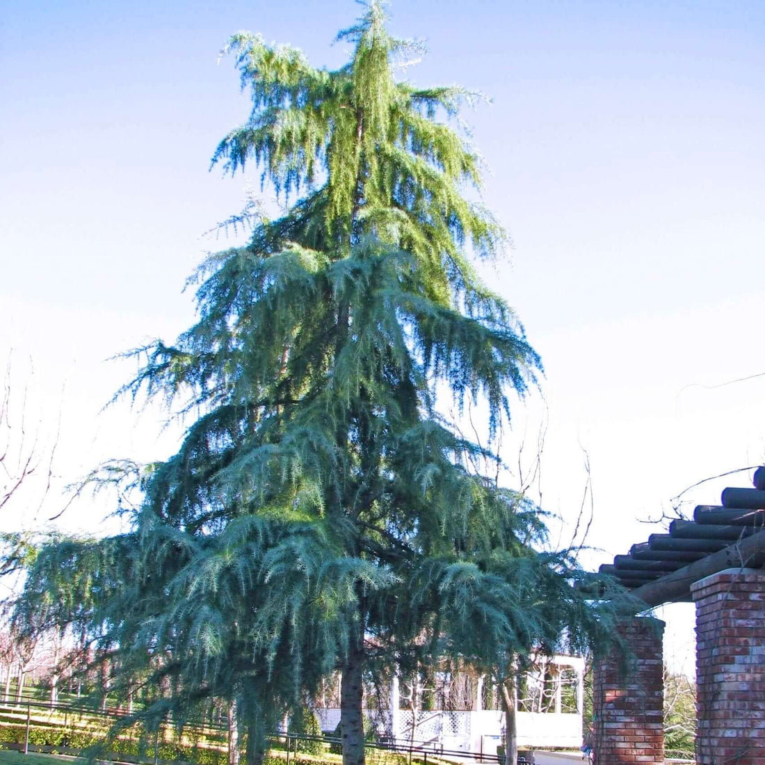 Deodar Cedar (CEDRUS DEODORA) - 1 gallon