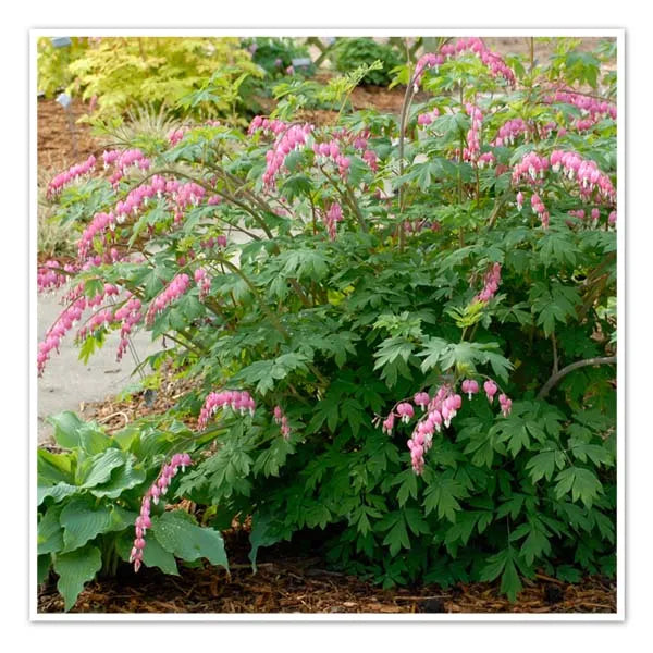 Pale Pink Bleeding Heart (Dicentra spectabilis &