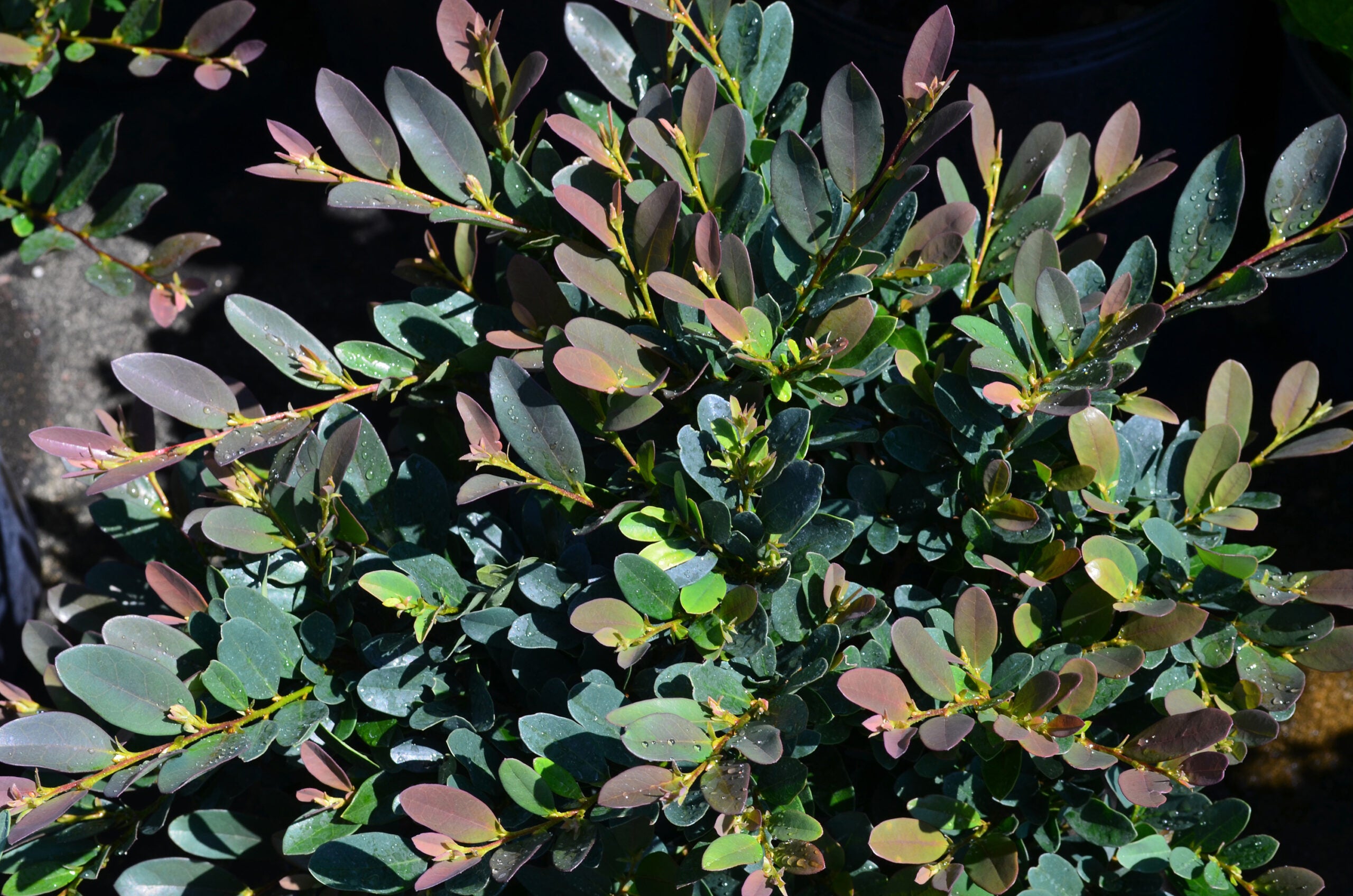 Coppertone Distylium (DISTYLIUM COPPERTONE) - 3 gallon