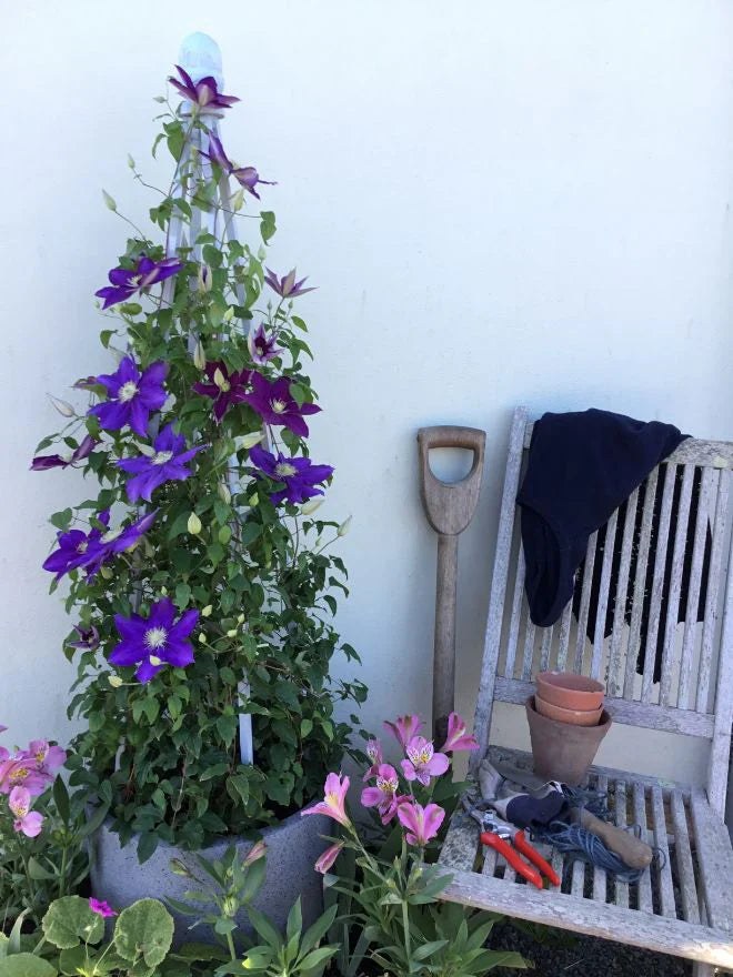 Duchess of Cornwall Clematis (Clematis &