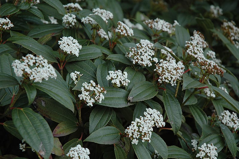 David Viburnum (VIBURNUM DAVIDII) - 2 gallon