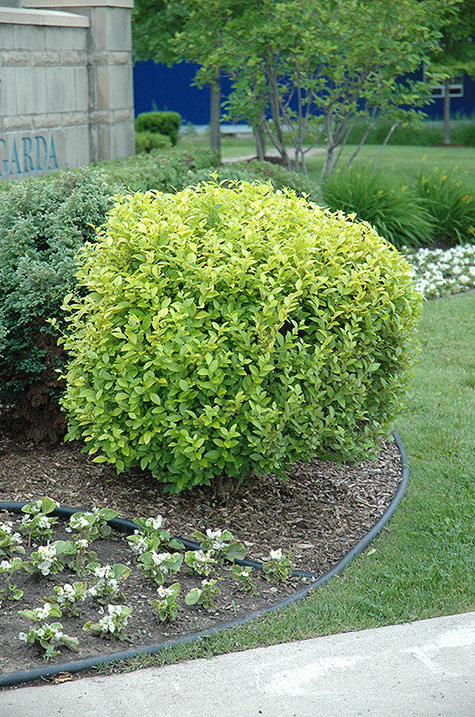 Golden Vicary Privet (Ligustrum x vicary &