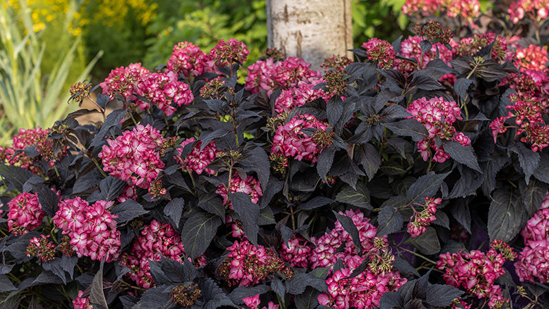 flowering hydrangea with dark foliage