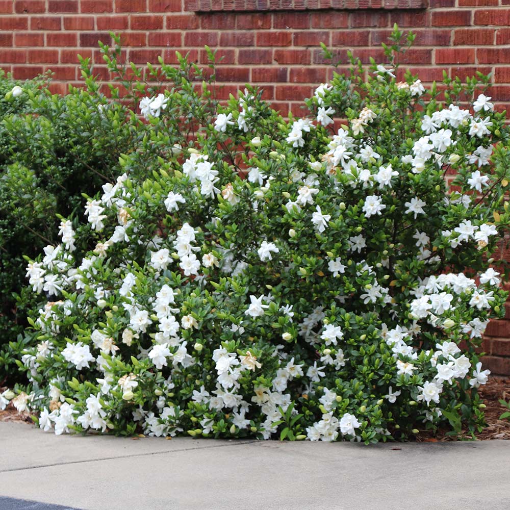 Summer Snow® Gardenia (Gardenia jasminoides &
