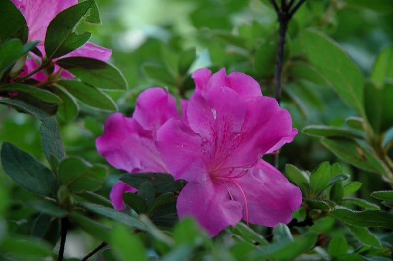 Autumn Royalty® Encore Azalea (Rhododendron &