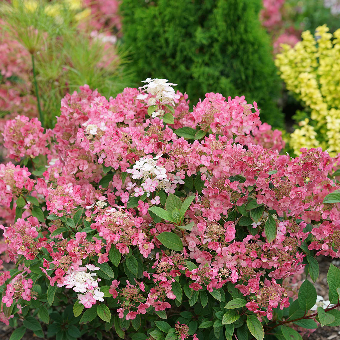 Quick Fire® Panicle Hydrangea (Hydrangea paniculata &