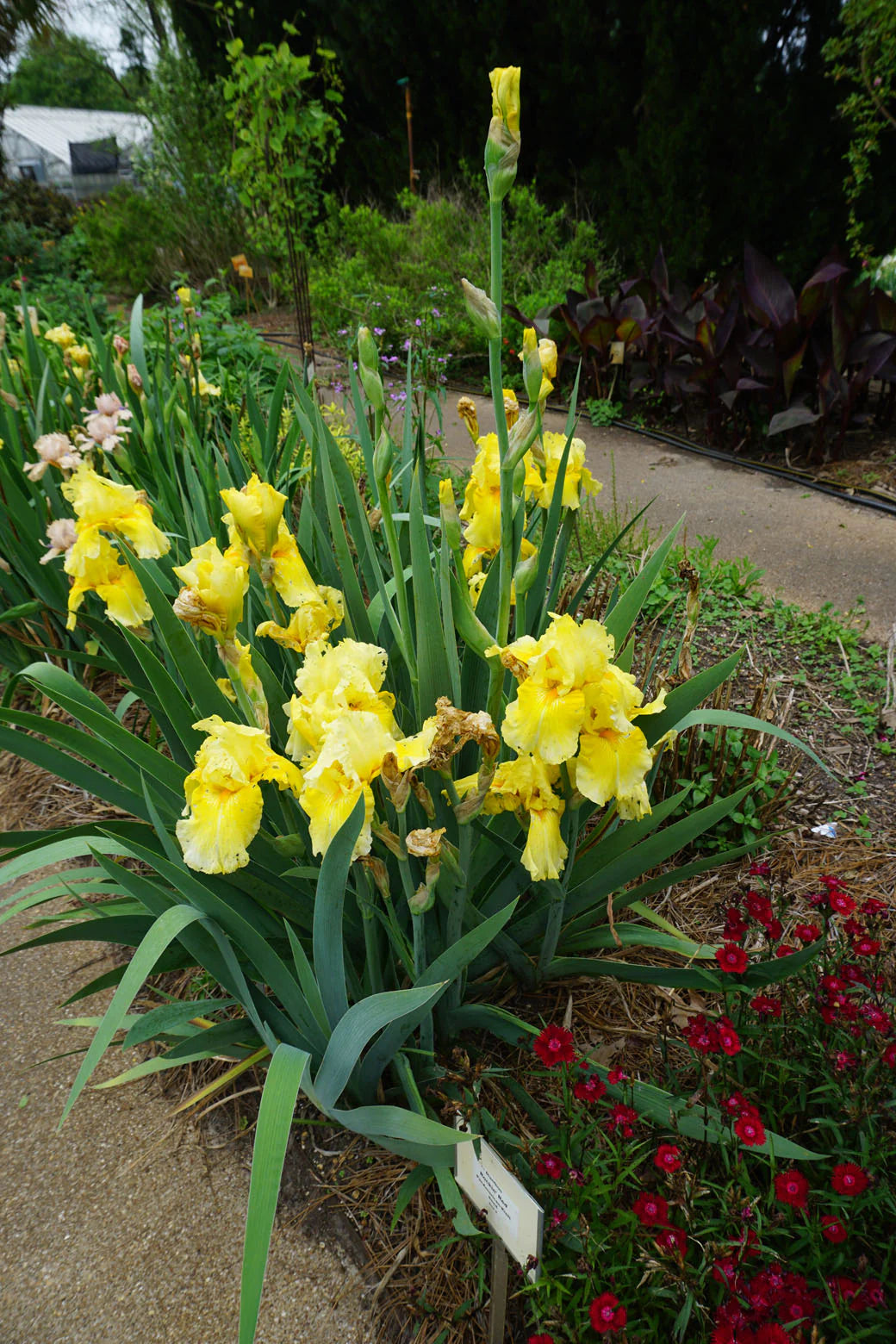 Pleasant Peasant Intermediate Bearded Iris (Iris germanica &