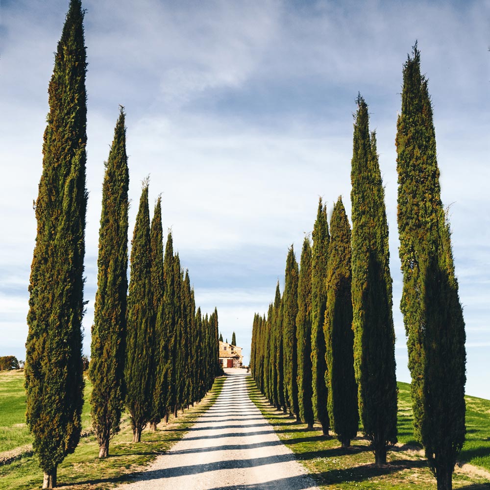 Italian Cypress (Cupressus sempervirens) - 1 gallon