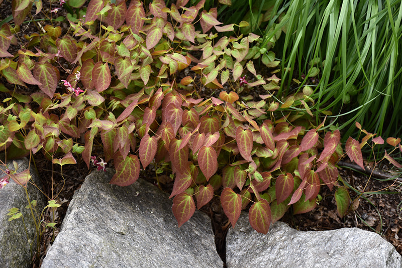 Rubrum Red Barrenwort (Epimedium x &