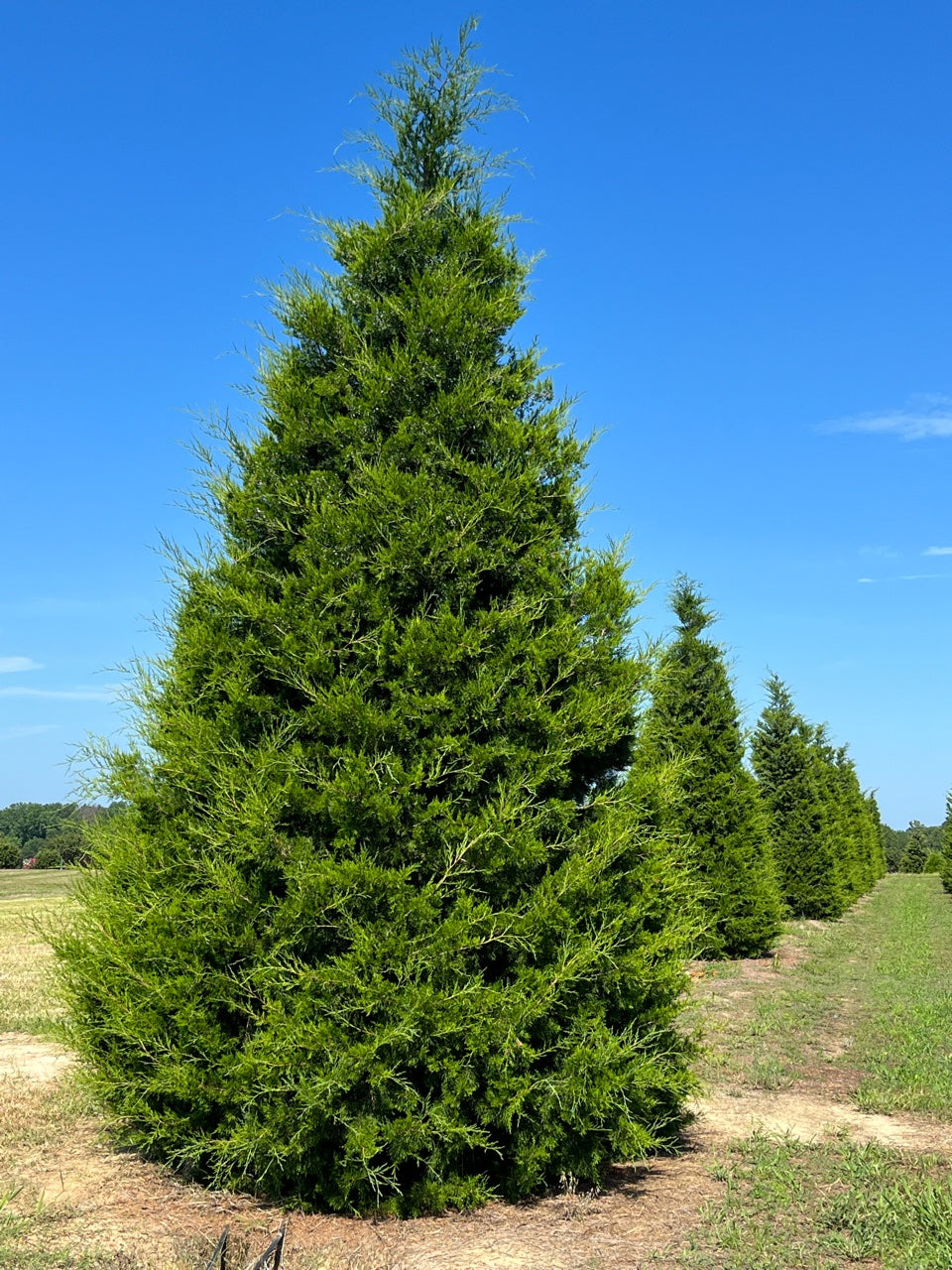 Eastern Red Cedar (Juniperus virginiana) - 1 gallon 18"