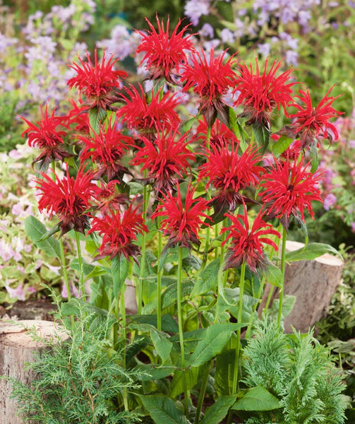 Jacob Cline Bee Balm (Monarda jacob &